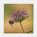 Search for bumble bee magnets Wildlife
