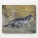 Search for black wolf mouse mats Outdoors
