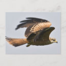 Search for wingspan postcards Raptor