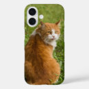 Search for cat sitting iphone cases Kitty