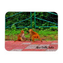 Search for baboon kitchen dining Monkey