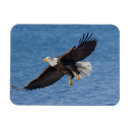 Search for alaska eagle magnets Animal