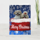 Search for cute shih tzu christmas cards Puppy