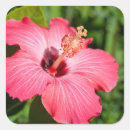 Search for detailing stickers America