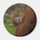 Search for endangered magnets Ape
