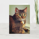 Search for brown cards Tabby