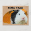 Search for cavy postcards Cute