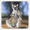 Search for ring tailed lemur gift wrap Prosimian
