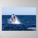 Search for breaching art Water