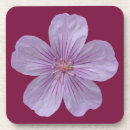 Search for geranium coasters Pink