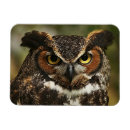 Search for horned magnets Birds