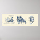 Search for ear anatomy posters Diagram