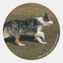 Search for bob and pam langrish stickers Canine photographer