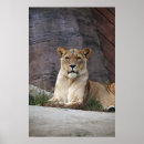 Search for lioness posters Wild