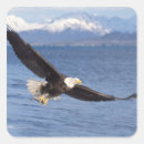 Search for leucocephalus stickers Raptor