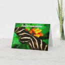 Search for black and white zebra postcards Photography