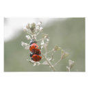 Search for lady bug posters Insect