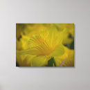Search for daffodil canvas prints Nature