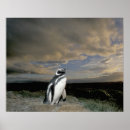 Search for patagonia art Coast