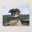 Search for eagle in flight postcards Bald