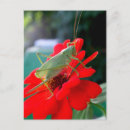 Search for pests postcards Nature
