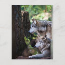 Search for grey wolves postcards Wild