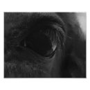 Search for black and white horse posters Beautiful