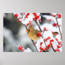 Search for cardinalidae posters Superstock