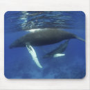 Search for vertebrate mouse mats Nature