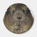 Search for close up magnets Pets