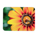Search for pollen magnets Animal