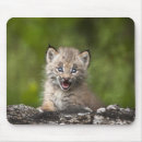 Search for surprising mouse mats Nature