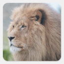 Search for noble stickers Majestic