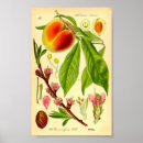 Search for vintage farm posters Fruit