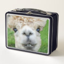Search for alpaca lunch boxes Cute