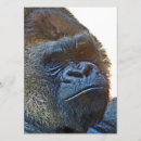 Search for gorila Gorilla