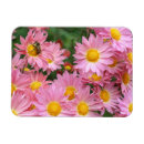 Search for bee magnets Daisy