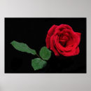 Search for rosa art Beautiful