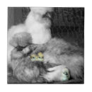 Search for chick tiles Nature