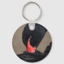 Search for black swan Beak