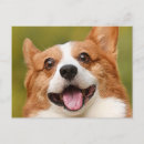 Search for dog photos postcards For pets