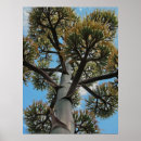Search for agave posters Arizona