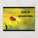 Search for ladybug postcards Nature