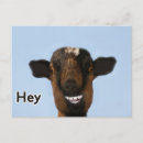 Search for really postcards Funny