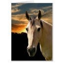 Search for buckskin Animal