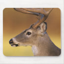 Search for odocoileus electronics White tailed deer