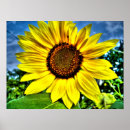 Search for annuals posters Sunflower