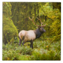 Search for standing tiles Wildlife