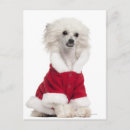Search for looking old postcards Dog