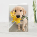 Search for golden retriever mothers day cards Happy mother's day